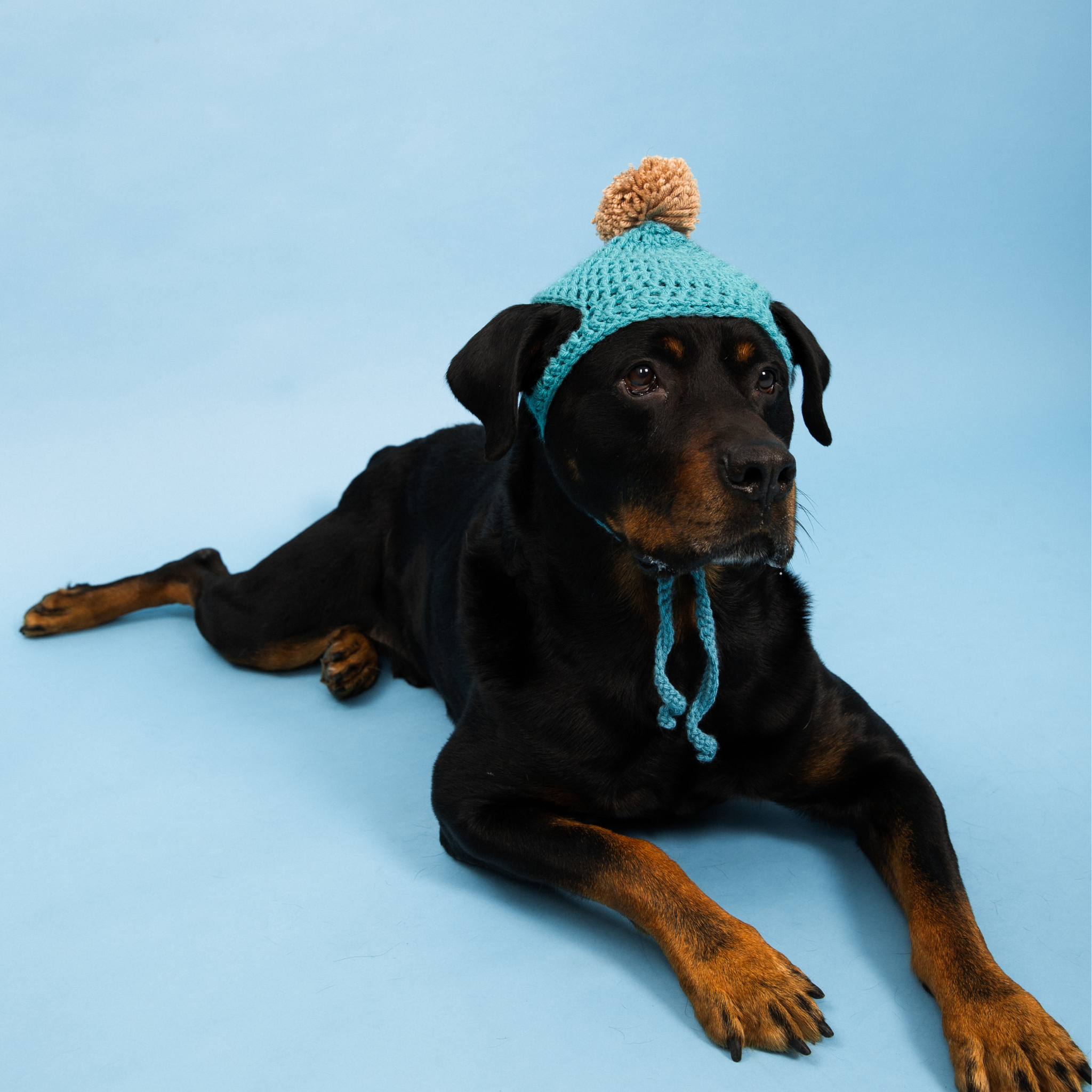 Dog Hat Pattern
